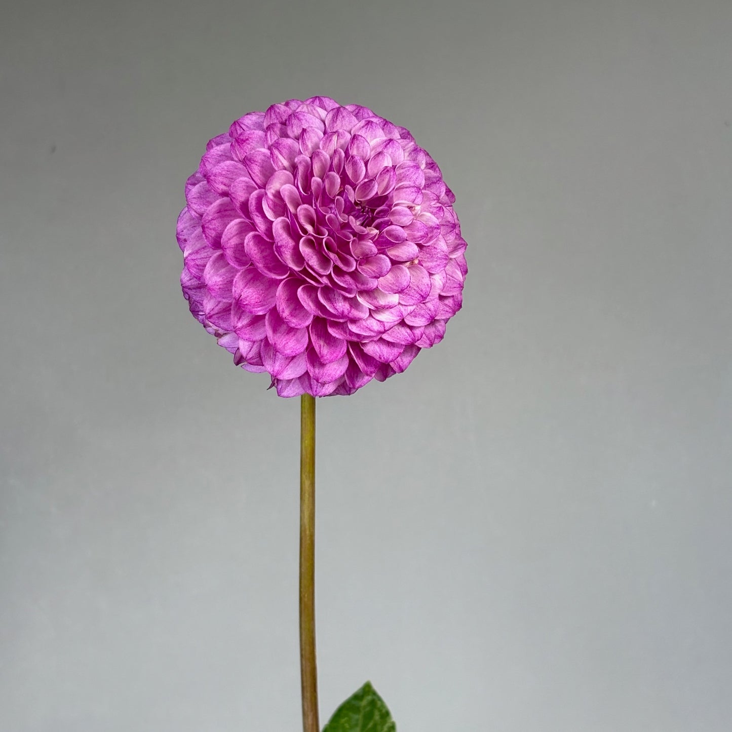 Dahlia Tuber - Robann Royal