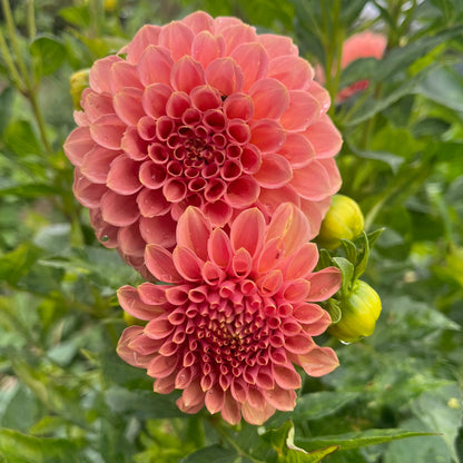 Dahlia Tuber - Rock Run Ashley