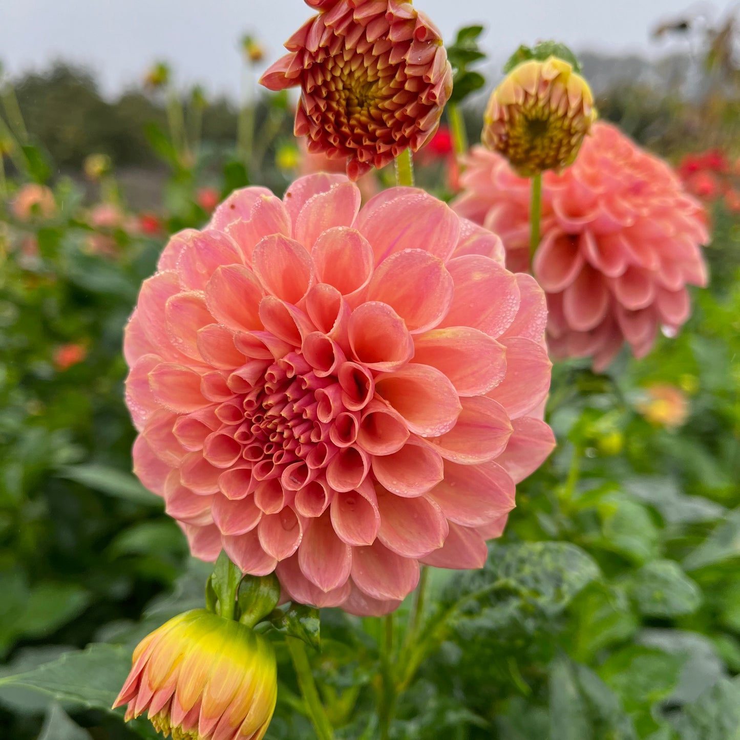 Dahlia Tuber - Rock Run Ashley