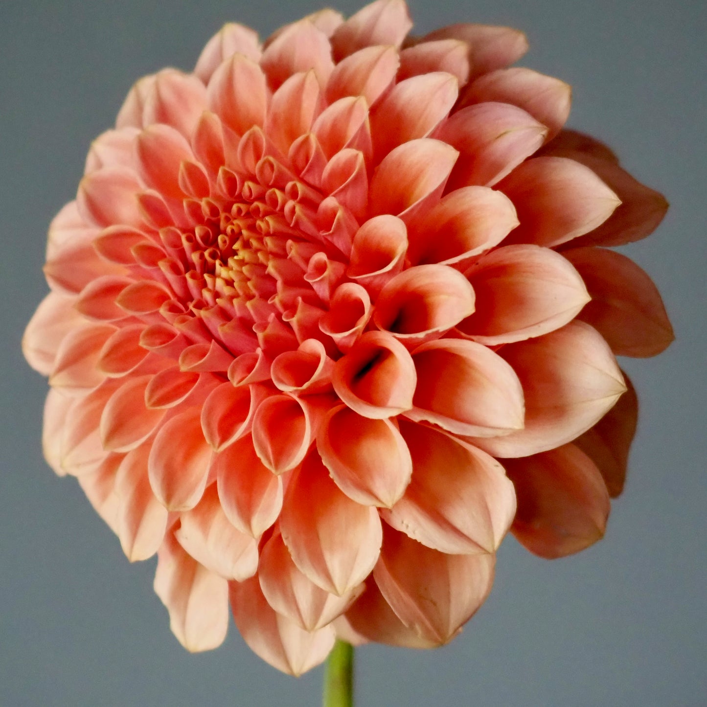 Dahlia Tuber - Rock Run Ashley