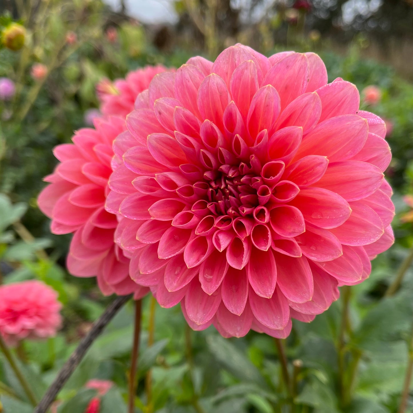 Dahlia Tuber - Salmon Runner
