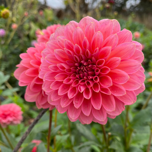 Dahlia Tuber - Salmon Runner