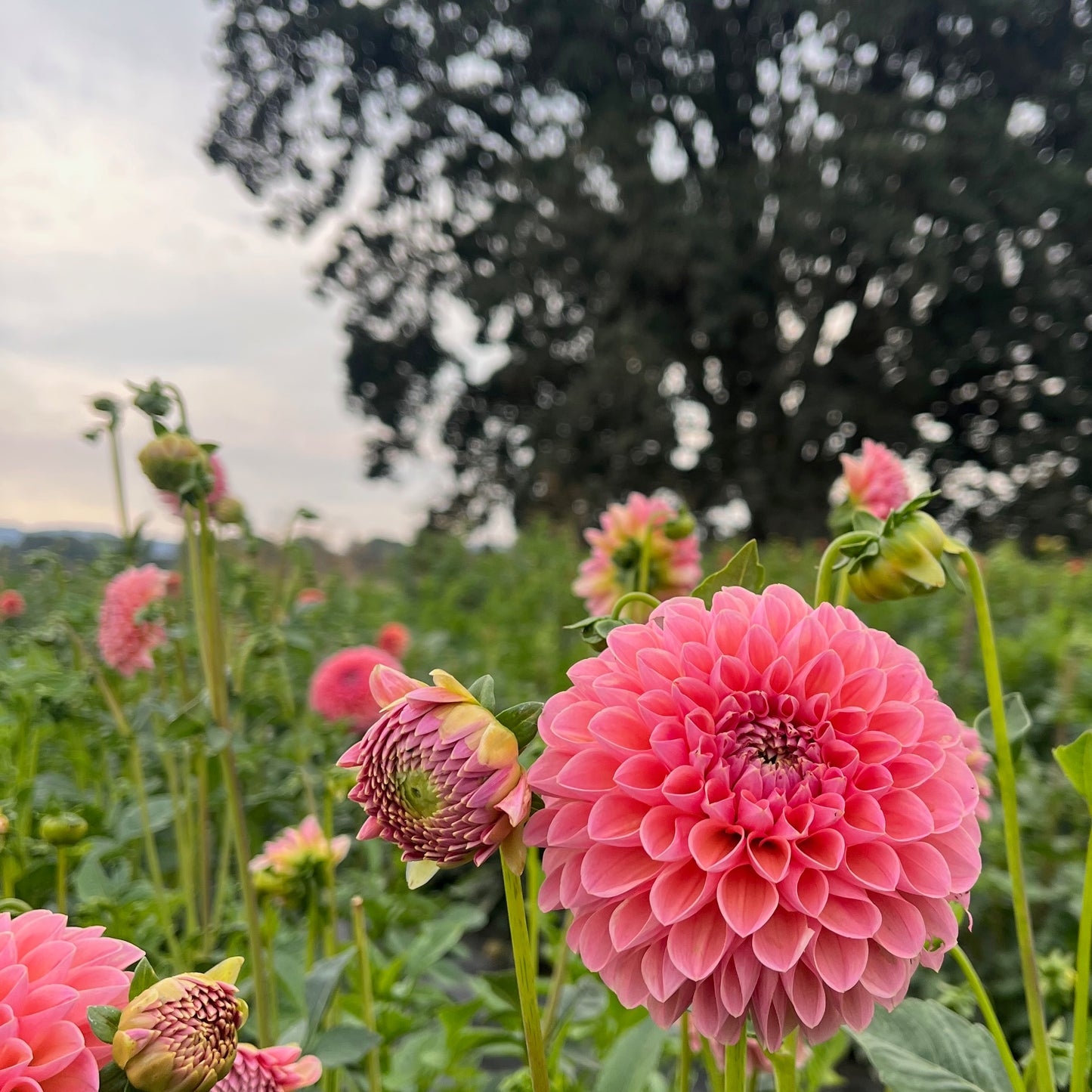 Dahlia Tuber - Linda's Baby