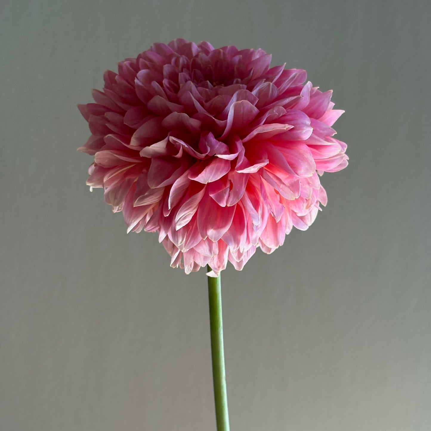 Dahlia Tuber - Salmon Runner