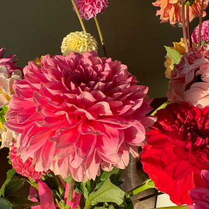 Dahlia Tuber - Salmon Runner