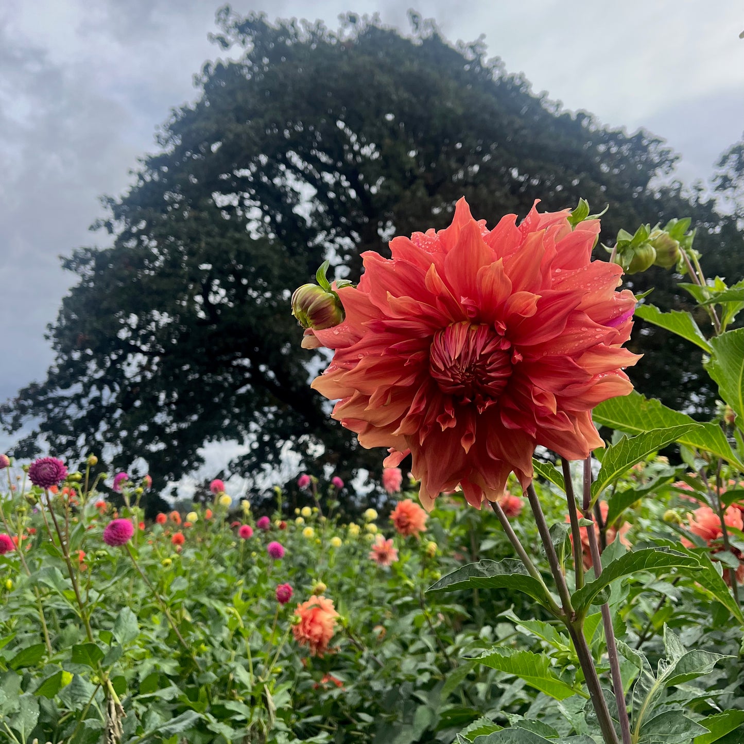 Dahlia Tuber - Sierra Glow