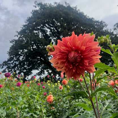 Dahlia Tuber - Sierra Glow