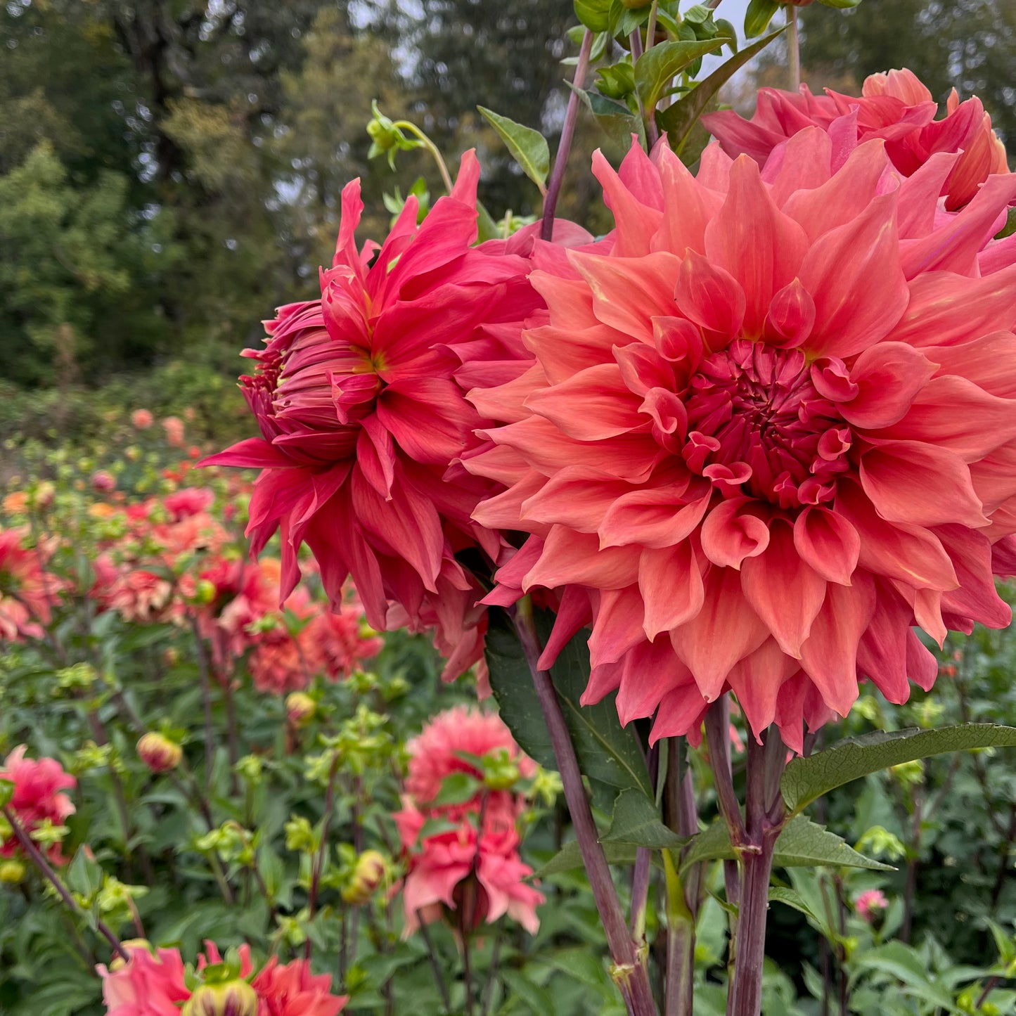Dahlia Tuber - Sierra Glow