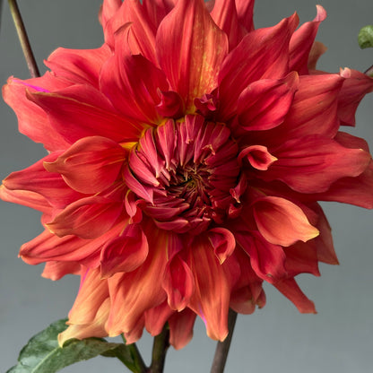 Dahlia Tuber - Sierra Glow