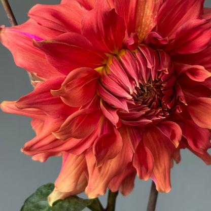 Dahlia Tuber - Sierra Glow