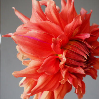 Dahlia Tuber - Sierra Glow