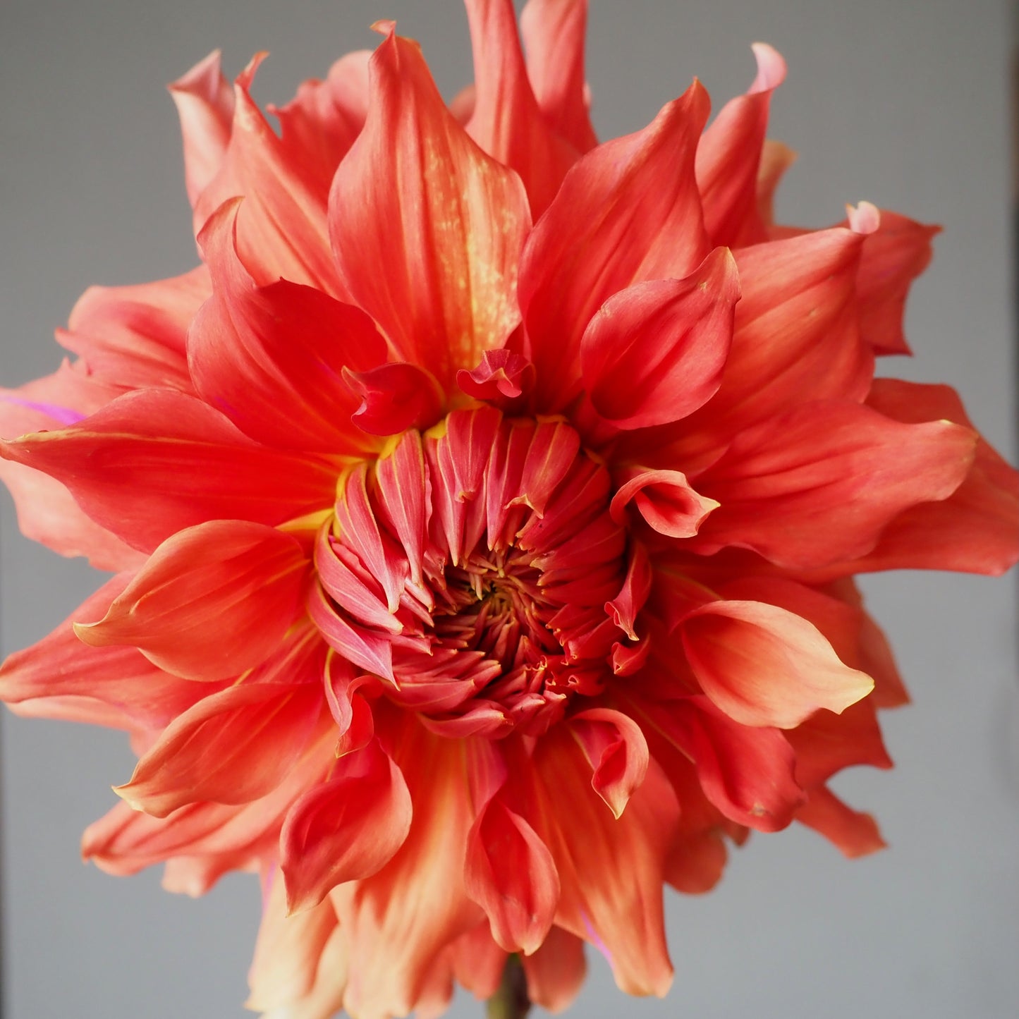 Dahlia Tuber - Sierra Glow