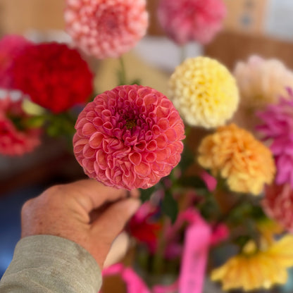 Dahlia Tuber - Snoho Jojo