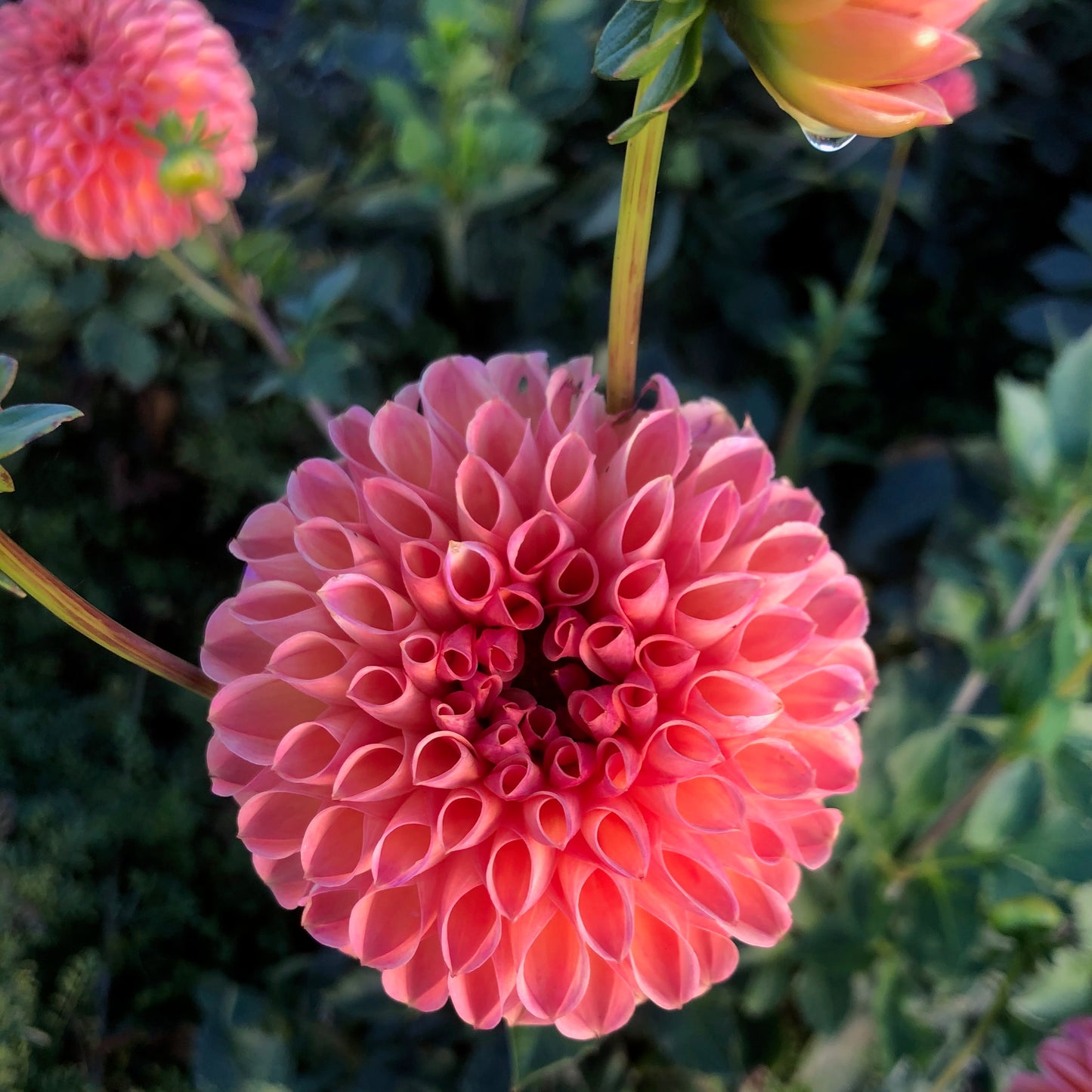 Dahlia Tuber - Snoho Jojo