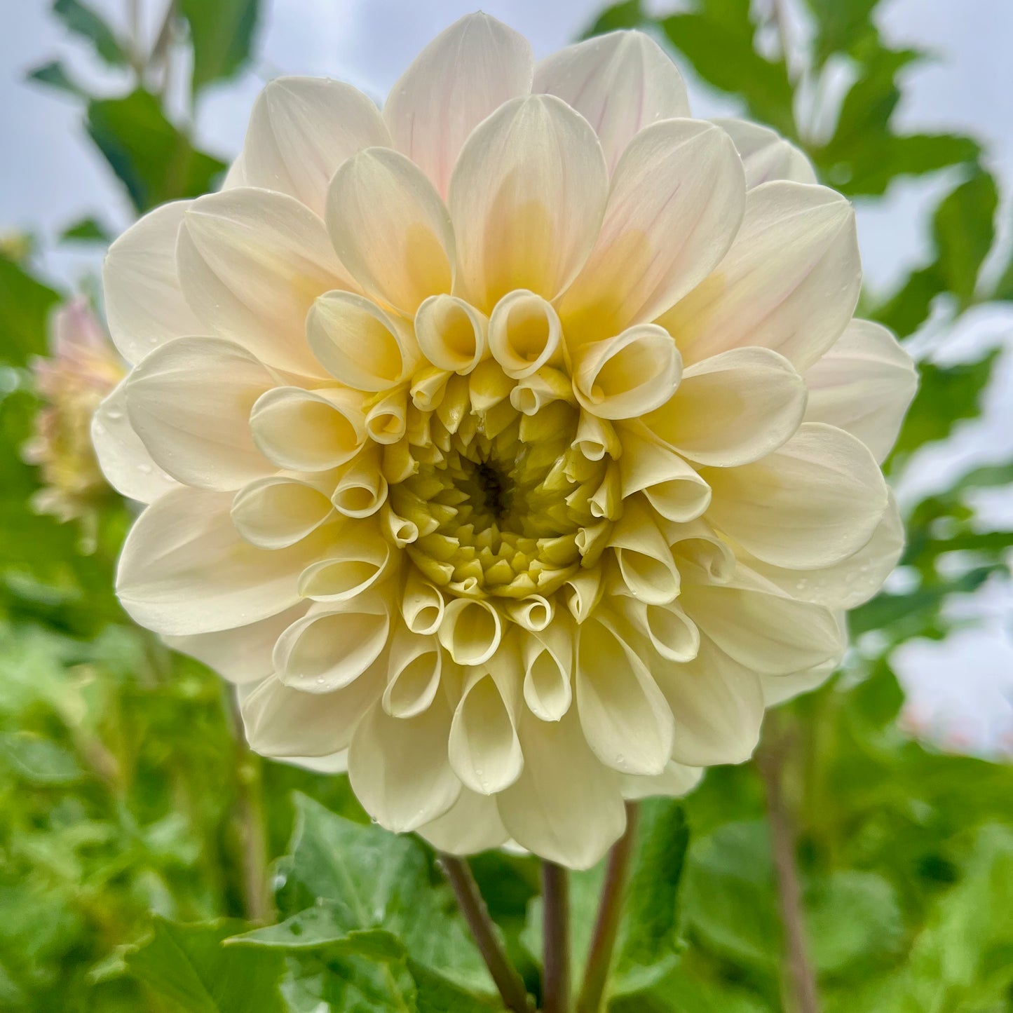 Dahlia Tuber - Sweet Nathalie
