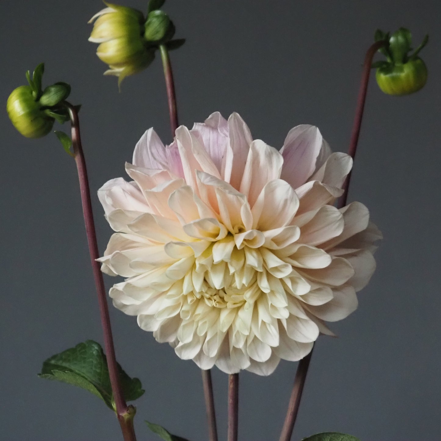 Dahlia Tuber - Sweet Nathalie