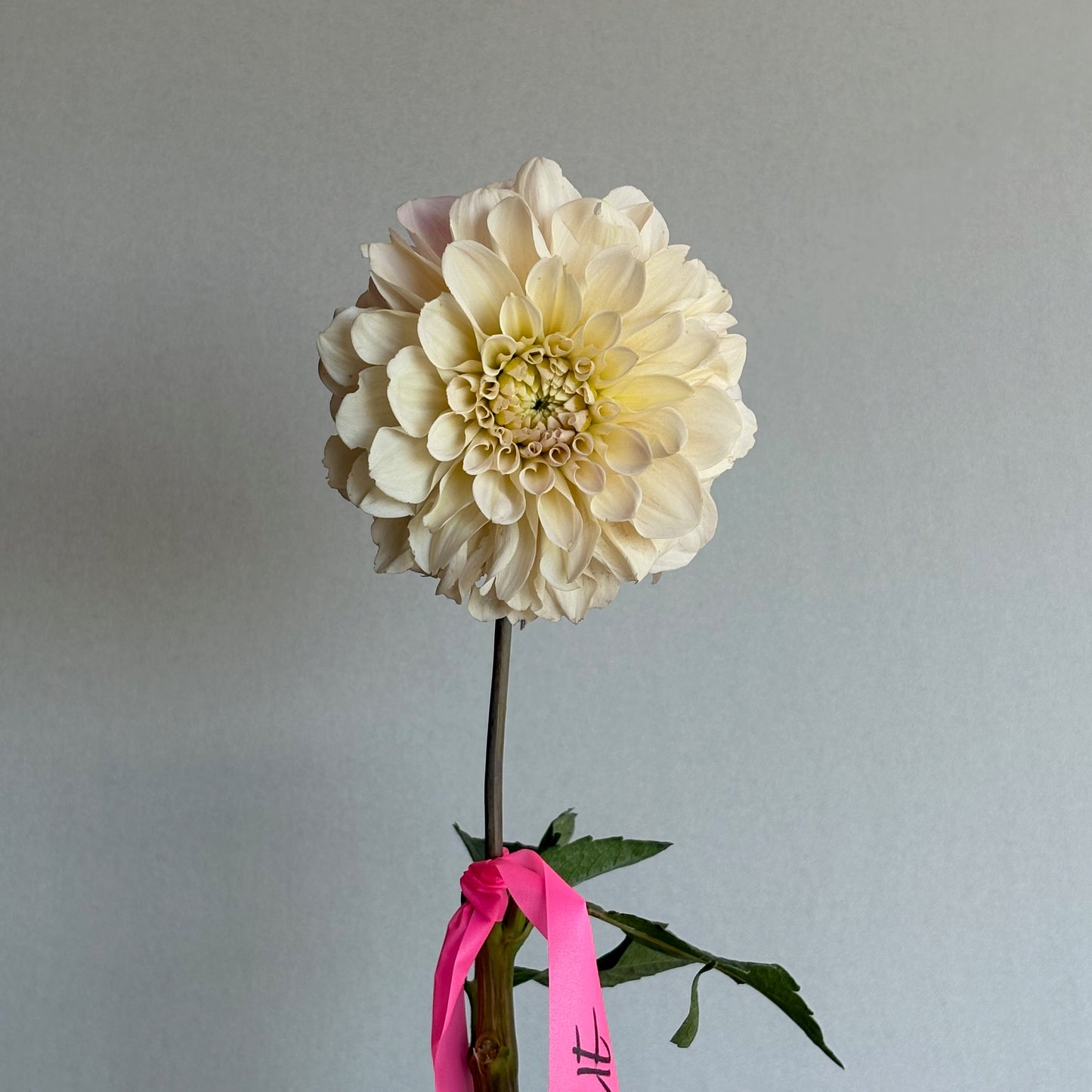 Dahlia Tuber - Sweet Nathalie