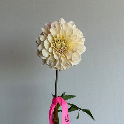 Dahlia Tuber - Sweet Nathalie