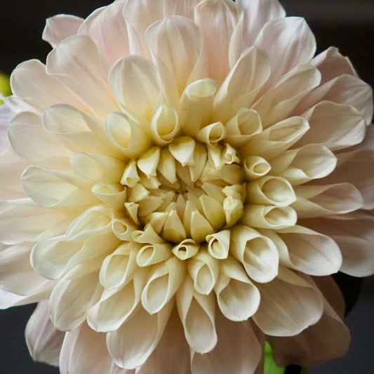 Dahlia Tuber - Sweet Nathalie