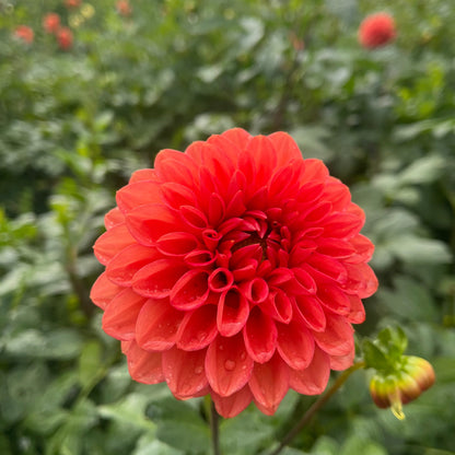 Dahlia Tuber - Tempest