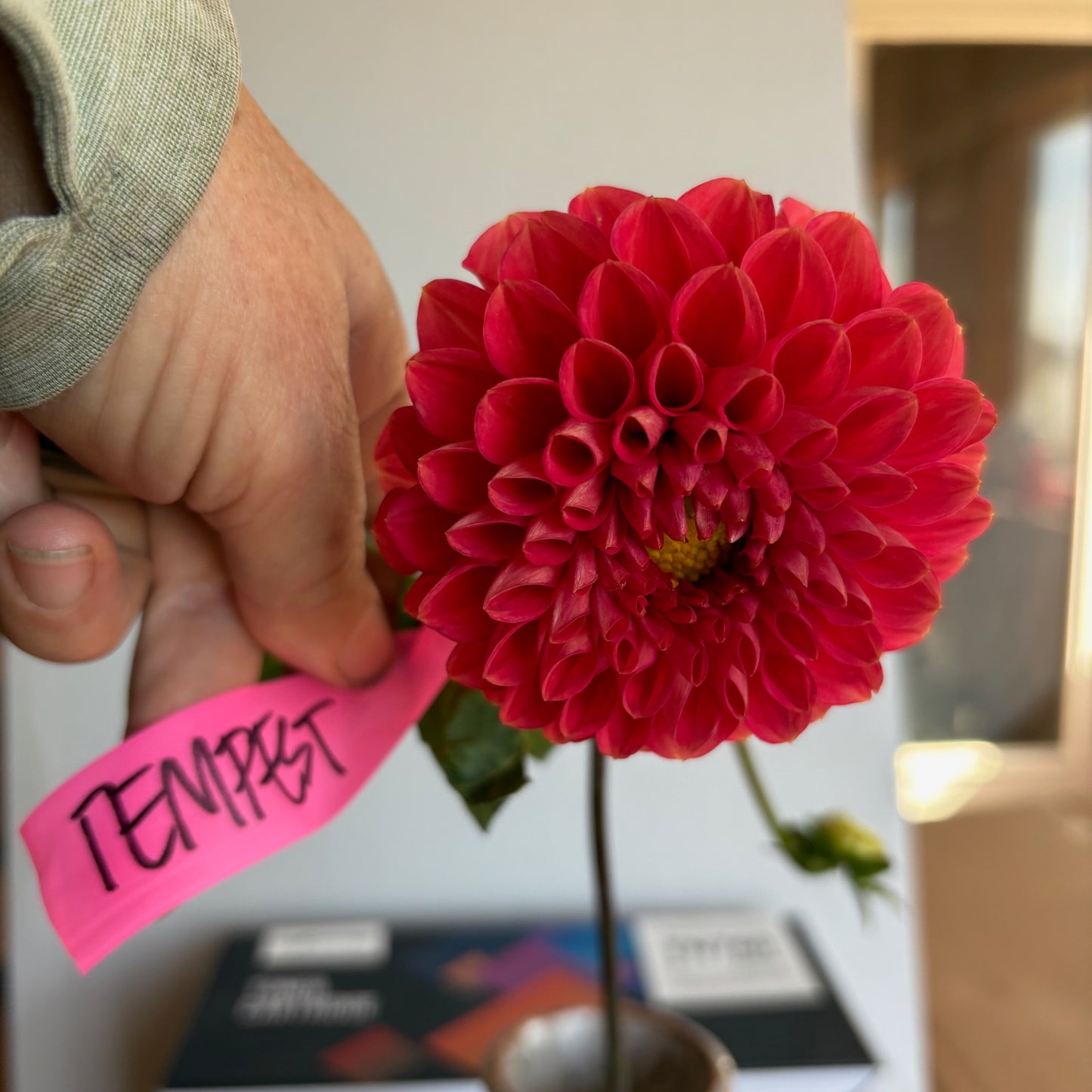 Dahlia Tuber - Tempest