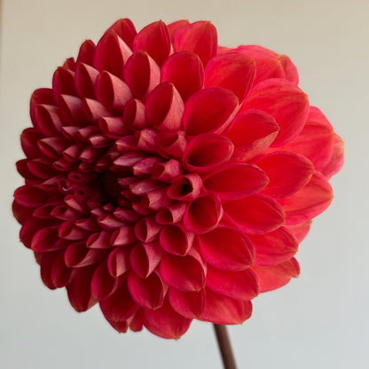 Dahlia Tuber - Tempest