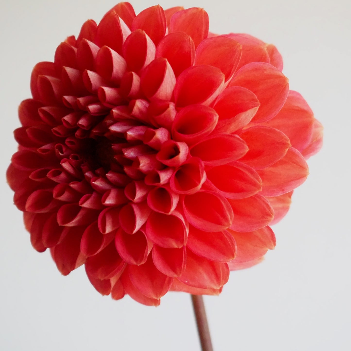 Dahlia Tuber - Tempest