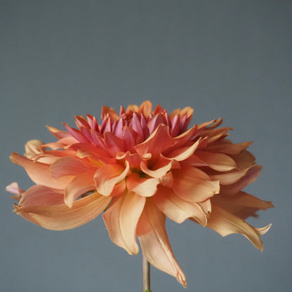 Dahlia Tuber - Terracotta