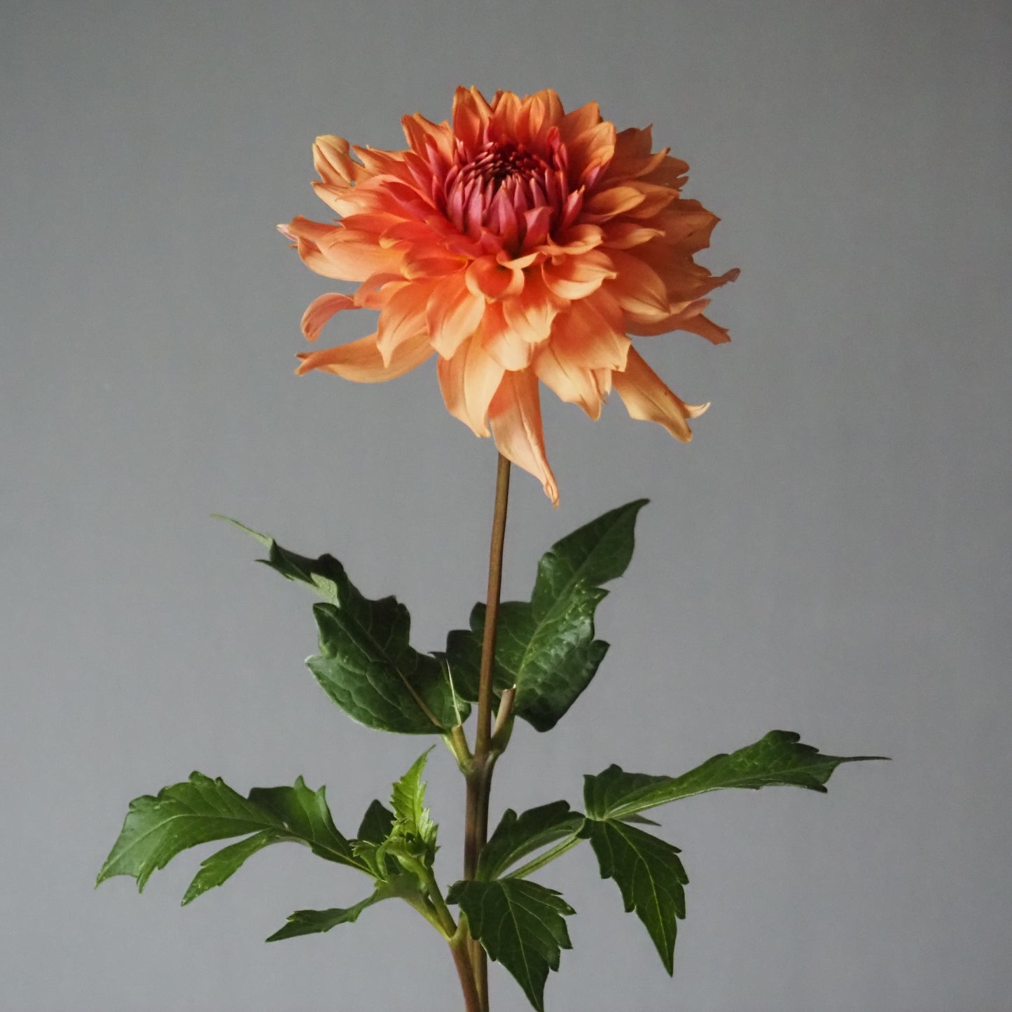 Dahlia Tuber - Terracotta