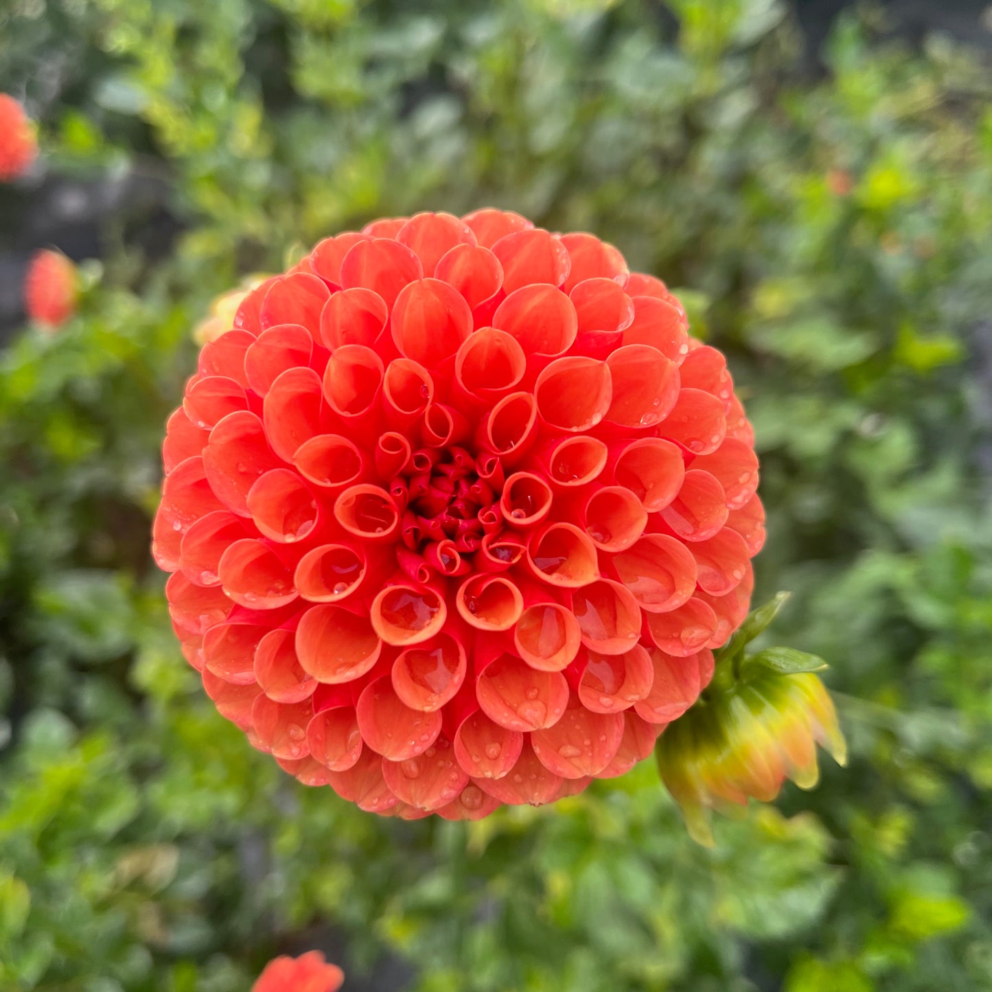 Dahlia Tuber - Valley Rust Bucket