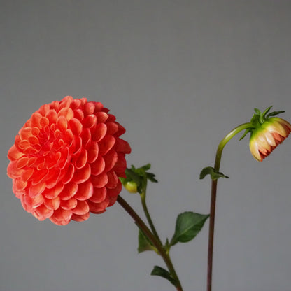 Dahlia Tuber - Valley Rust Bucket