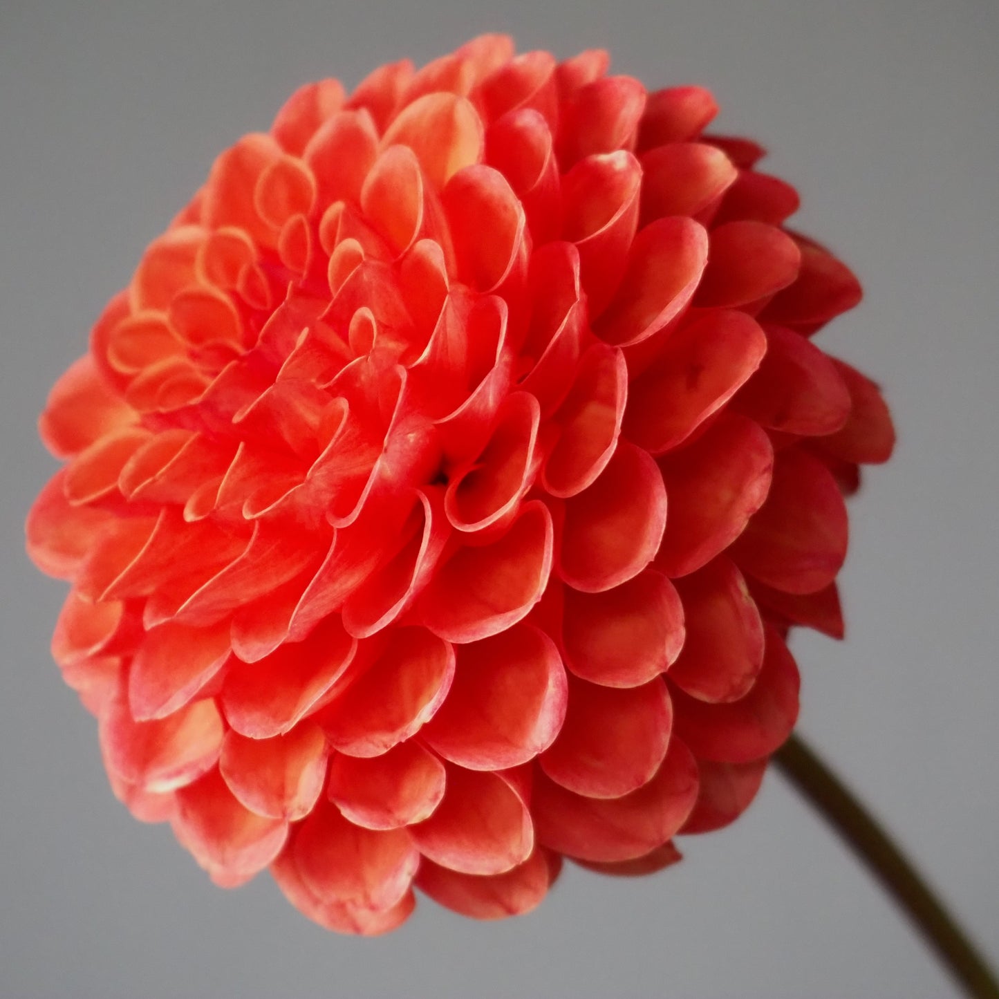 Dahlia Tuber - Valley Rust Bucket