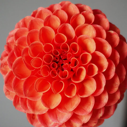 Dahlia Tuber - Valley Rust Bucket