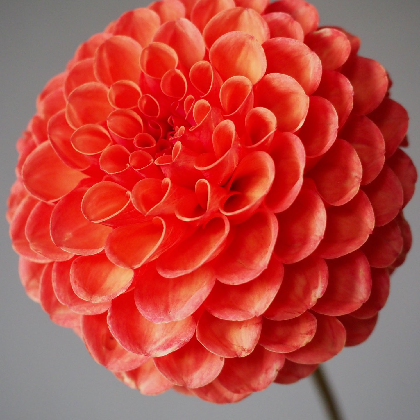 Dahlia Tuber - Valley Rust Bucket