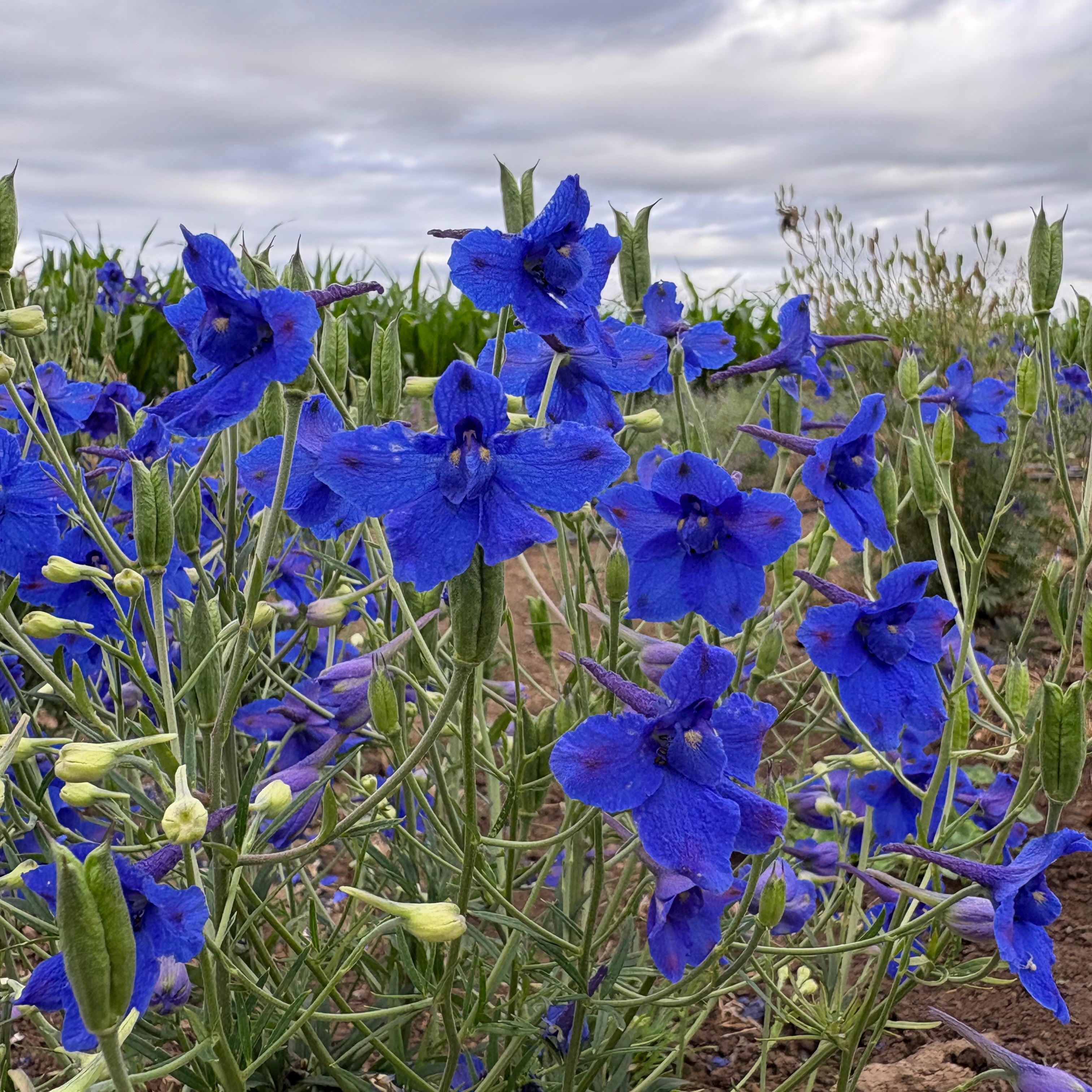 セプテントリオン p706p5g Delphinium ⁃ Organic Seed - Blue Butterfly – Summertime Seed Co.
