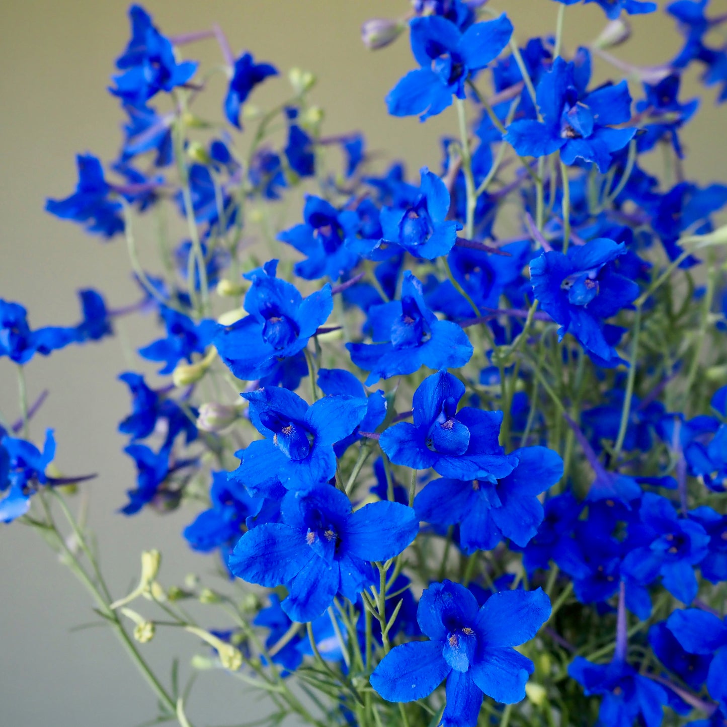 Delphinium ⁃ Organic Seed - Blue Butterfly
