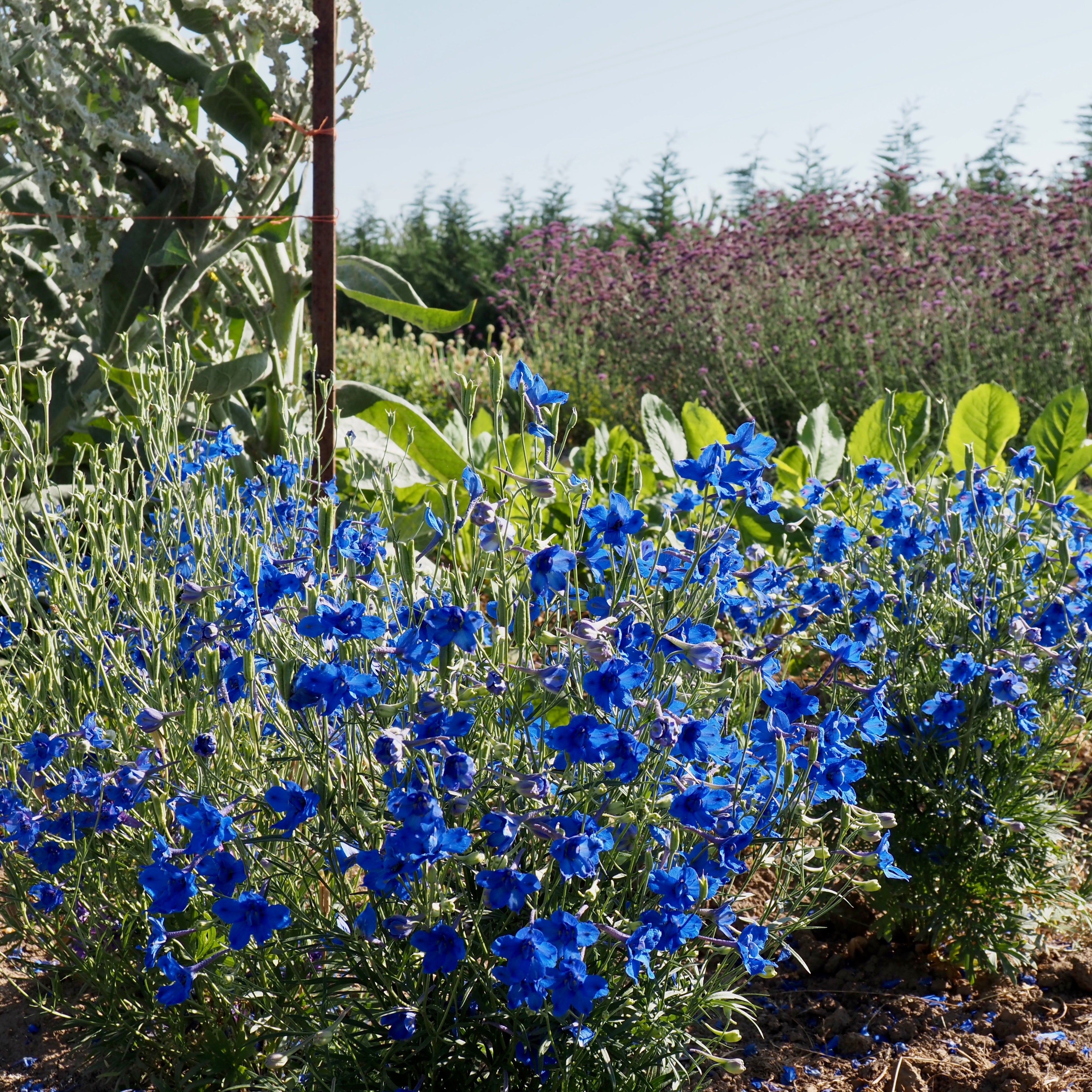 セプテントリオン p706p5g Delphinium ⁃ Organic Seed - Blue Butterfly – Summertime Seed Co.