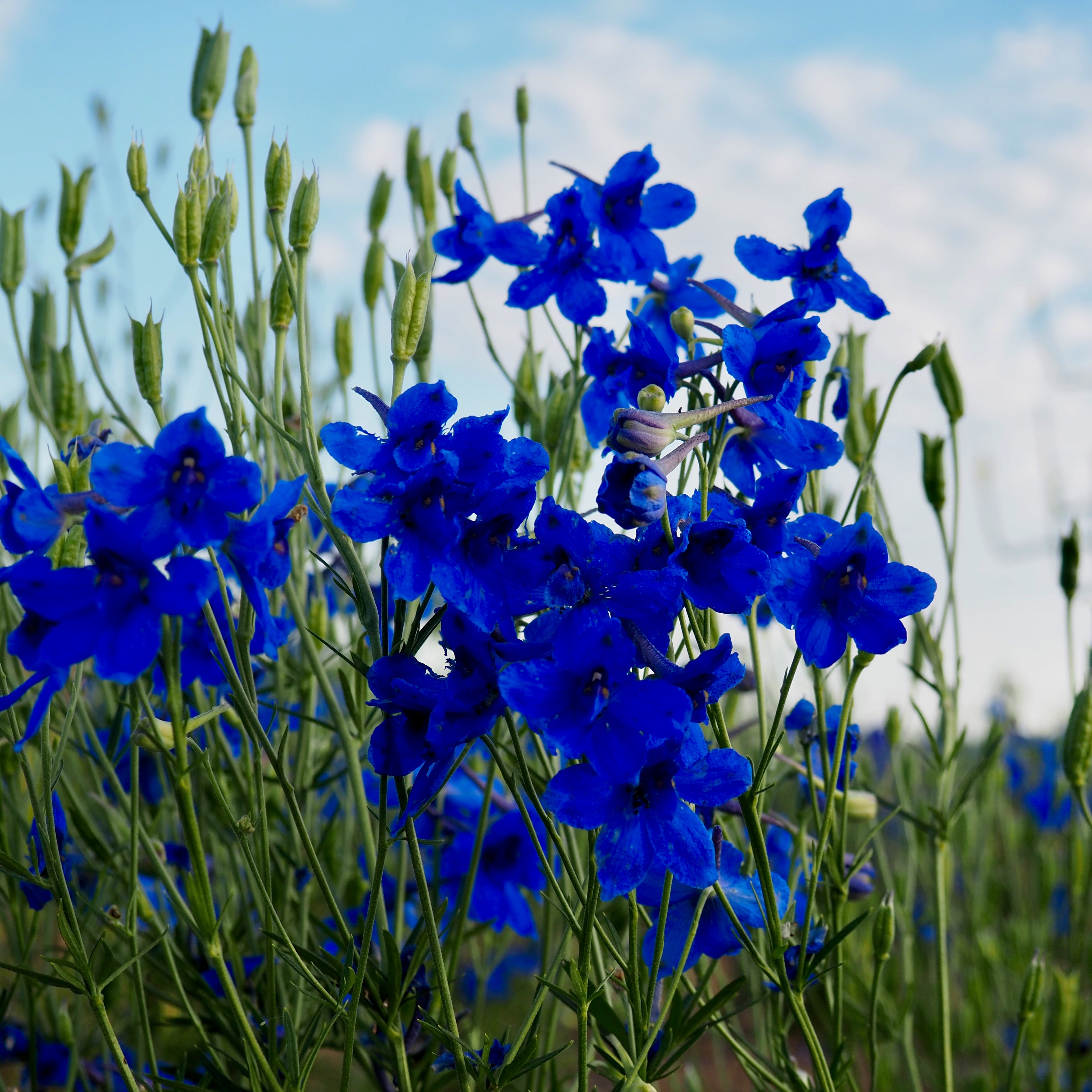 Delphinium ⁃ Organic Seed - Blue Butterfly – Summertime Seed Co.
