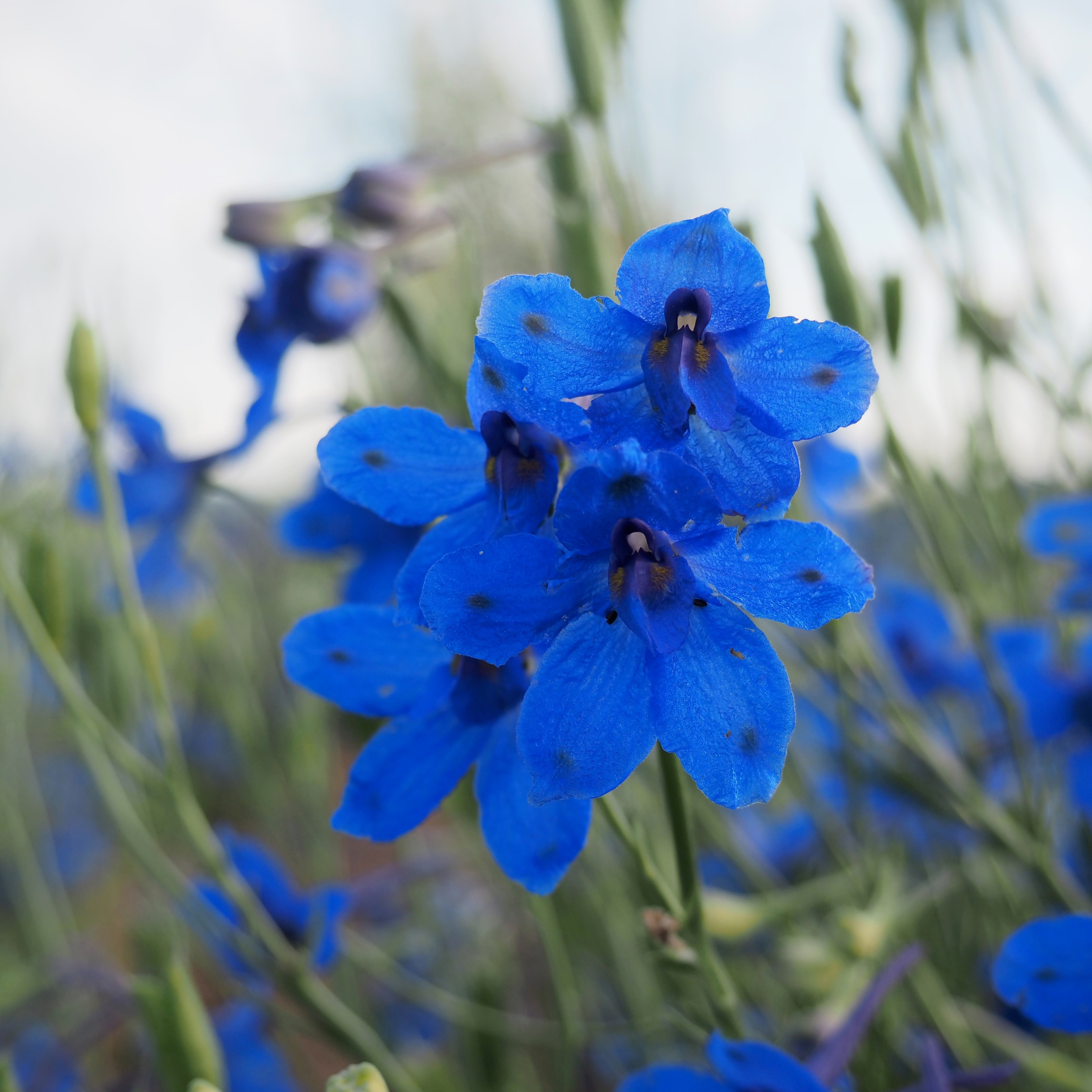 Delphinium ⁃ Organic Seed - Blue Butterfly – Summertime Seed Co.