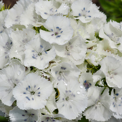 Dianthus ⁃ Organic Seed - Albus