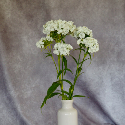 Dianthus ⁃ Organic Seed - Albus