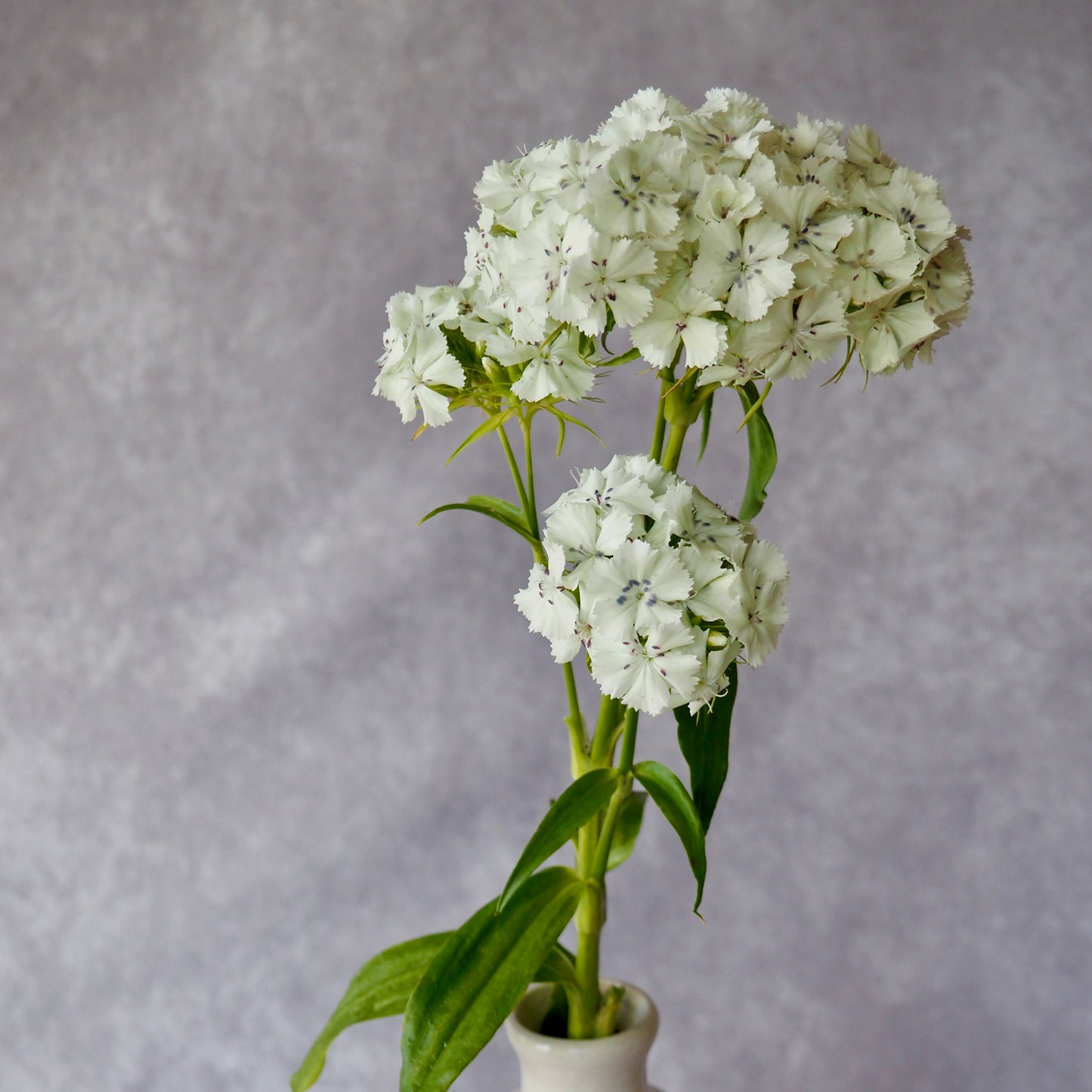 Dianthus ⁃ Organic Seed - Albus