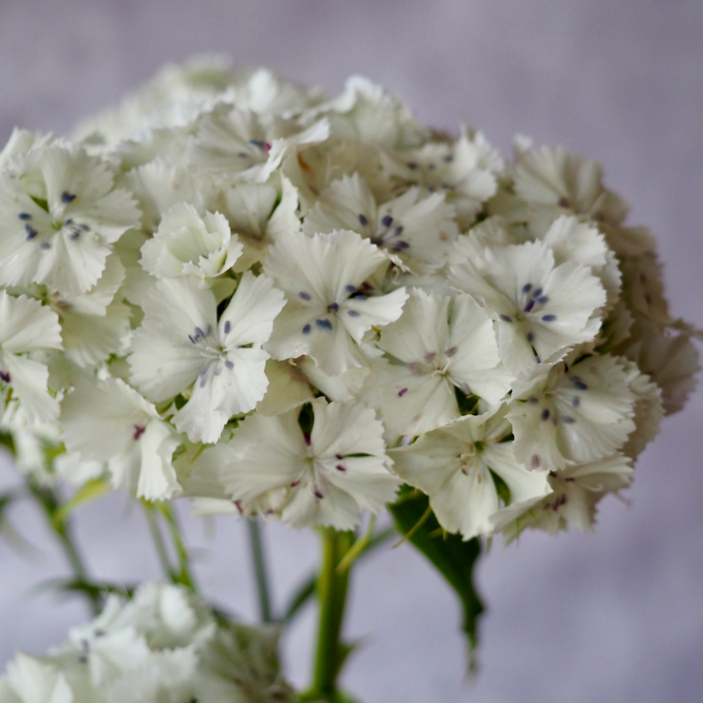 Dianthus ⁃ Organic Seed - Albus