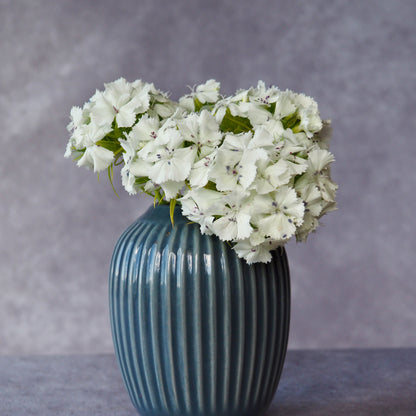 Dianthus ⁃ Organic Seed - Albus