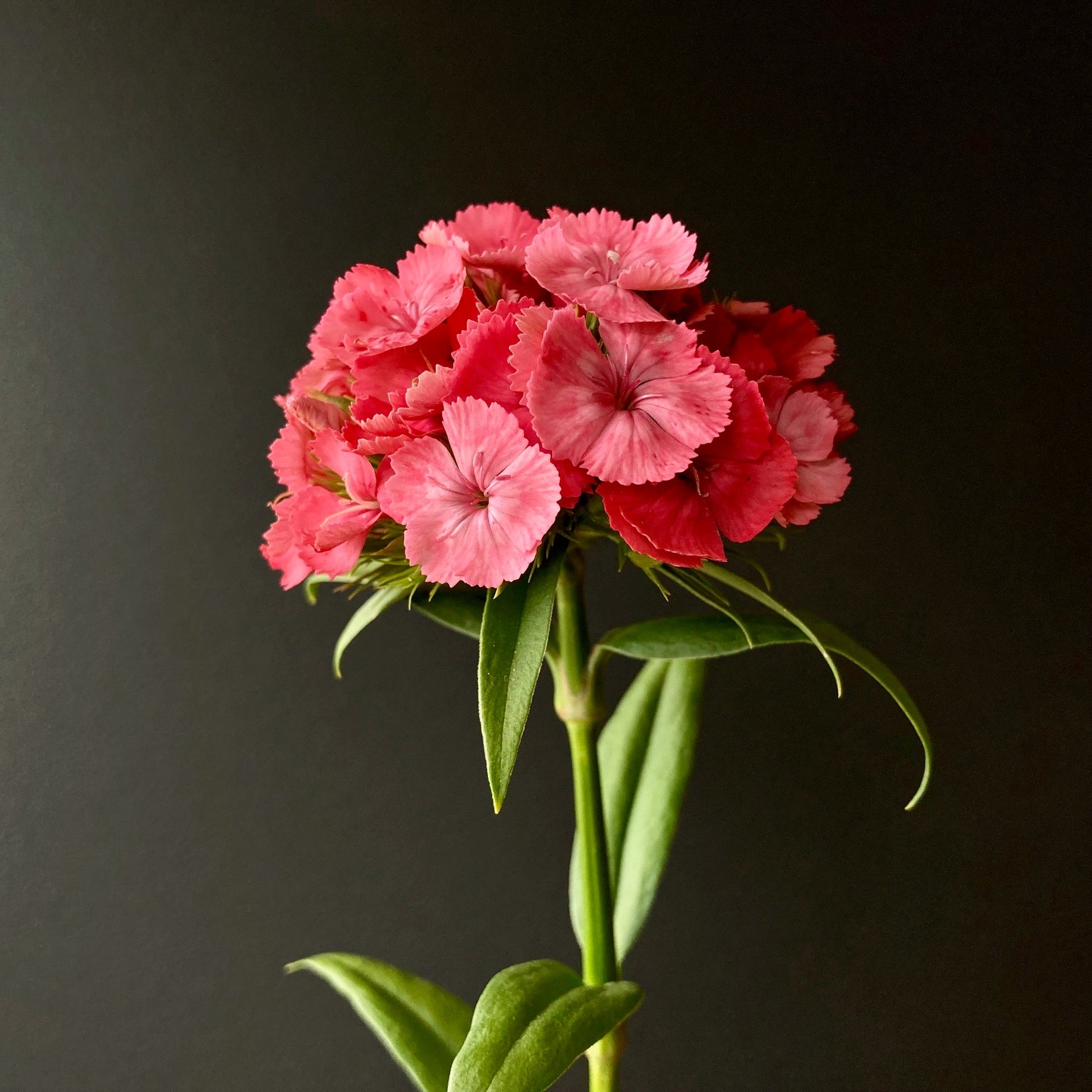 dianthus flower seed Dianthus ⁃ Organic Seed