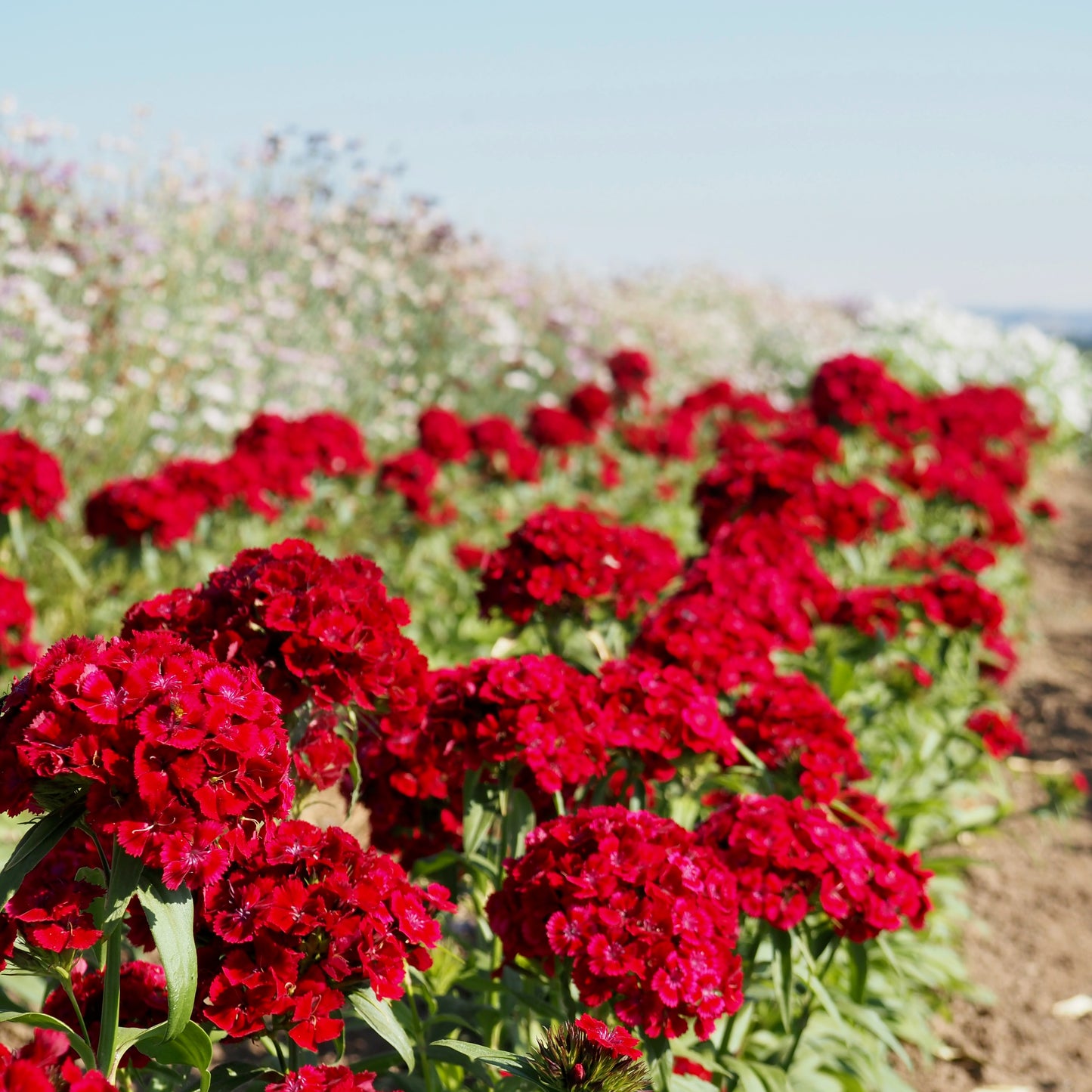 Dianthus ⁃ Organic Seed  -  Barcelona Red
