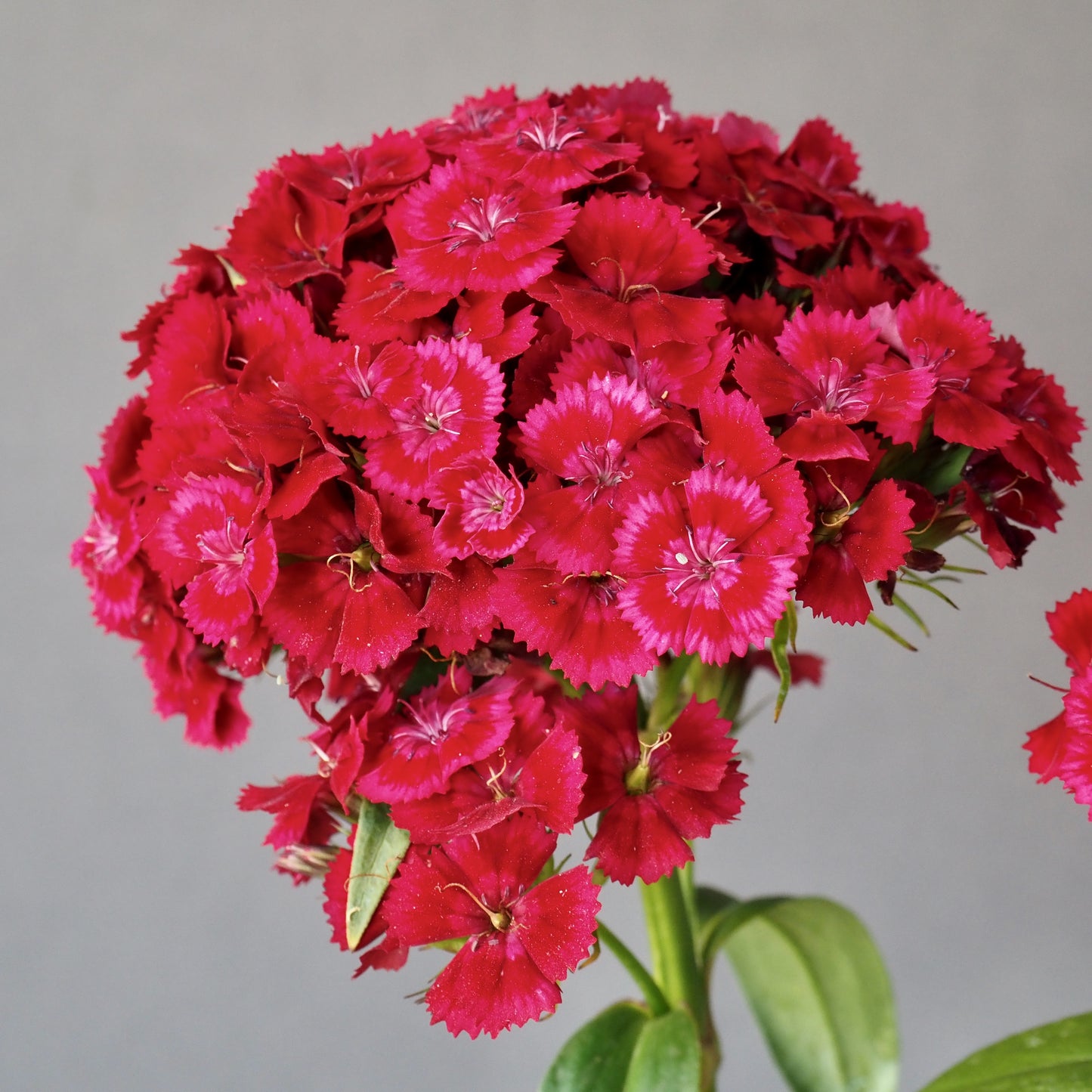 Dianthus ⁃ Organic Seed  -  Barcelona Red