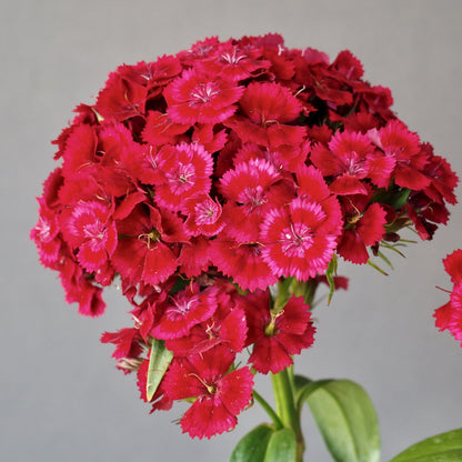 Dianthus ⁃ Organic Seed  -  Barcelona Red