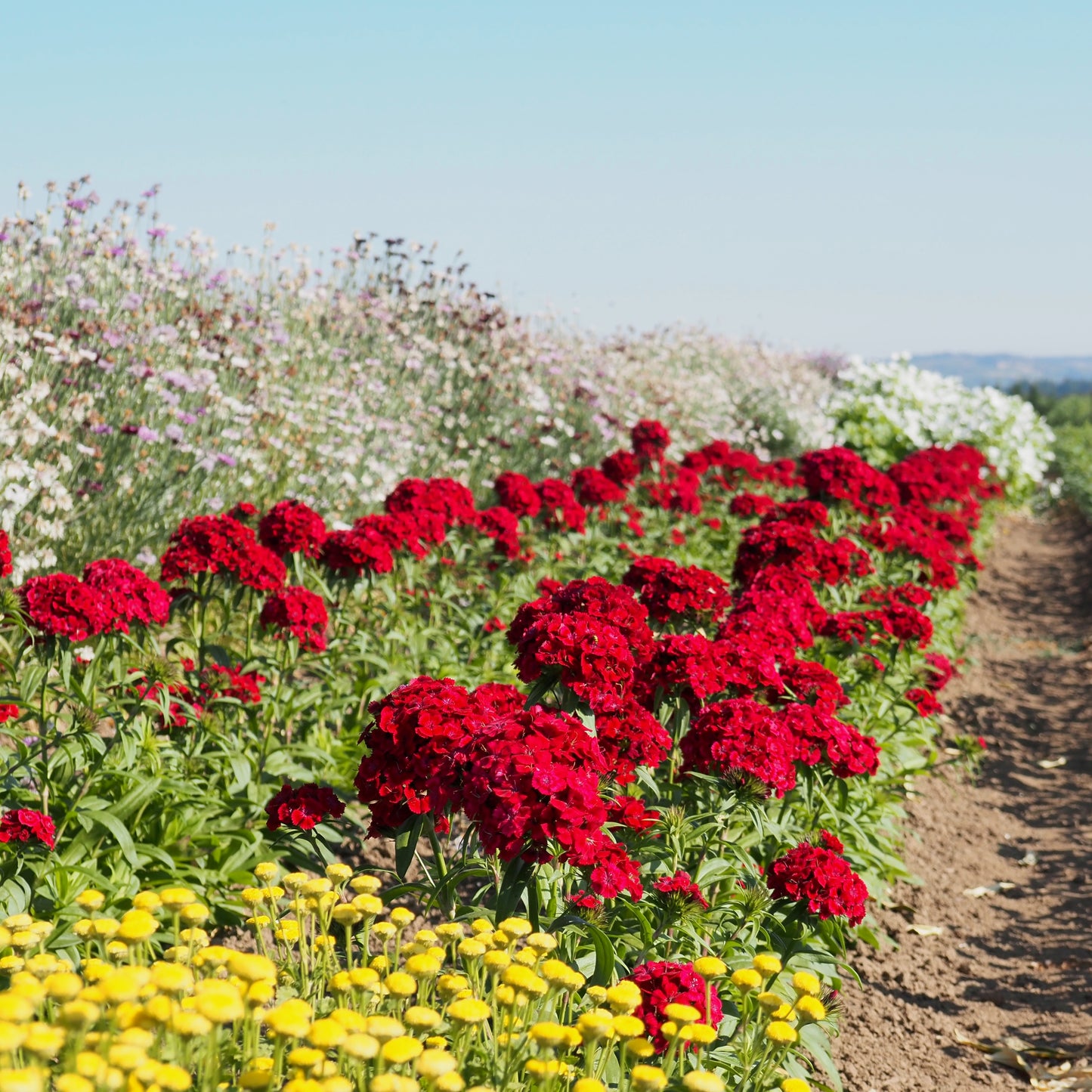 Dianthus ⁃ Organic Seed  -  Barcelona Red