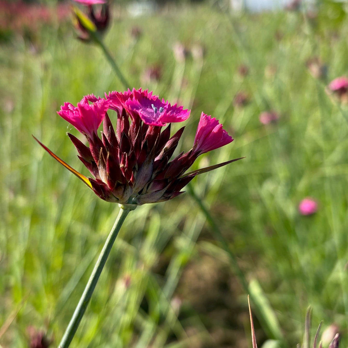 Dianthus ⁃ Organic Seed - Carthusian Pink